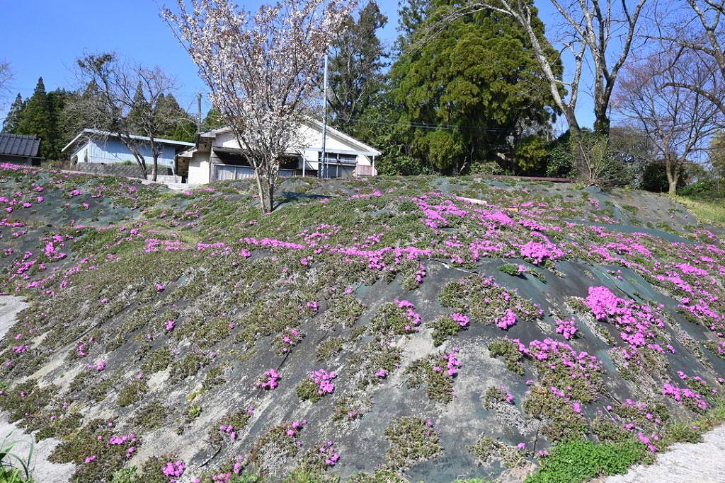 美里町 畝野 菜の花 芝桜