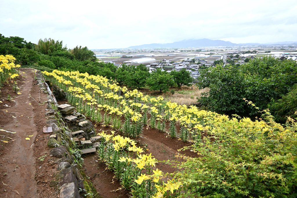 【玉名市横島町】約6千本の黄色い絨毯！玉名市横島町に咲くスカシユリ