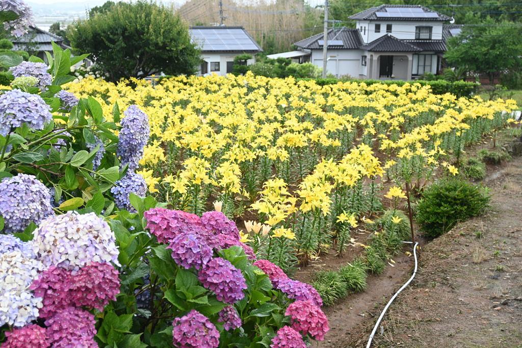 【玉名市横島町】約6千本の黄色い絨毯！玉名市横島町に咲くスカシユリ
