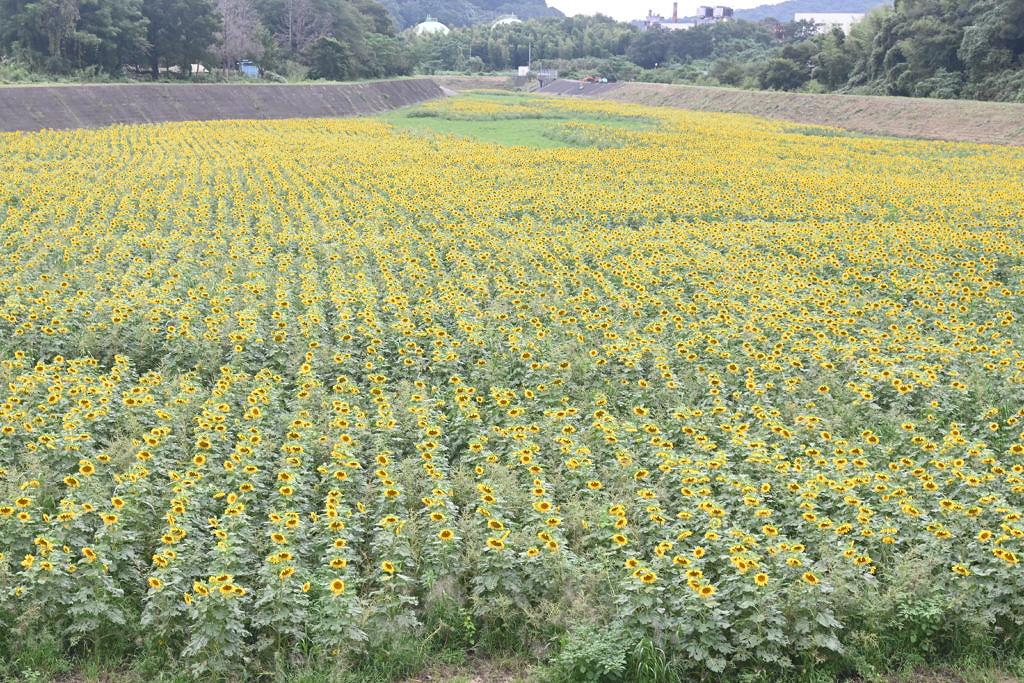 【合志市福原】沖野遊水地に咲く1万坪のひまわり畑！