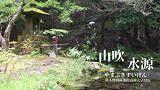 【産山村大字田尻】秋はコスモスが一面に咲き広がる!ヒゴタイ公園さん