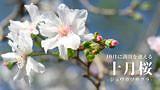 【菊池市隈府】視界いっぱいに広がる桜!菊池公園