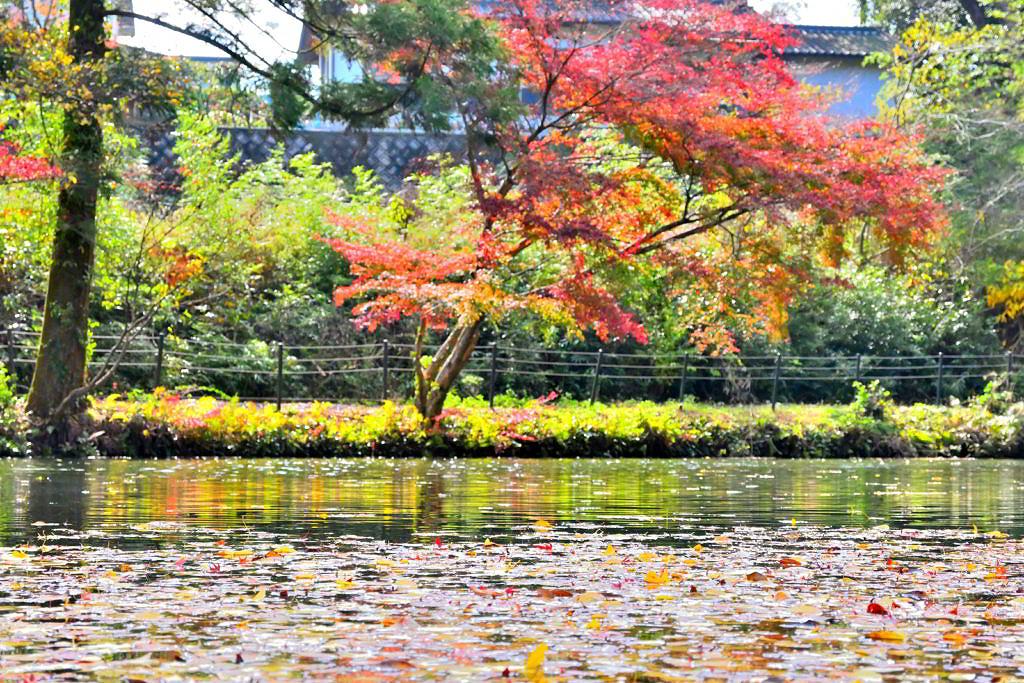 【熊本市北区植木町】楽しむボリューム盛りだくさん！小野泉水公園
