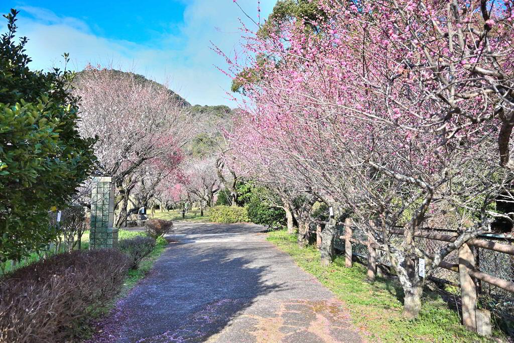 【西区谷尾崎町】春の訪れを実感！谷尾崎梅林公園