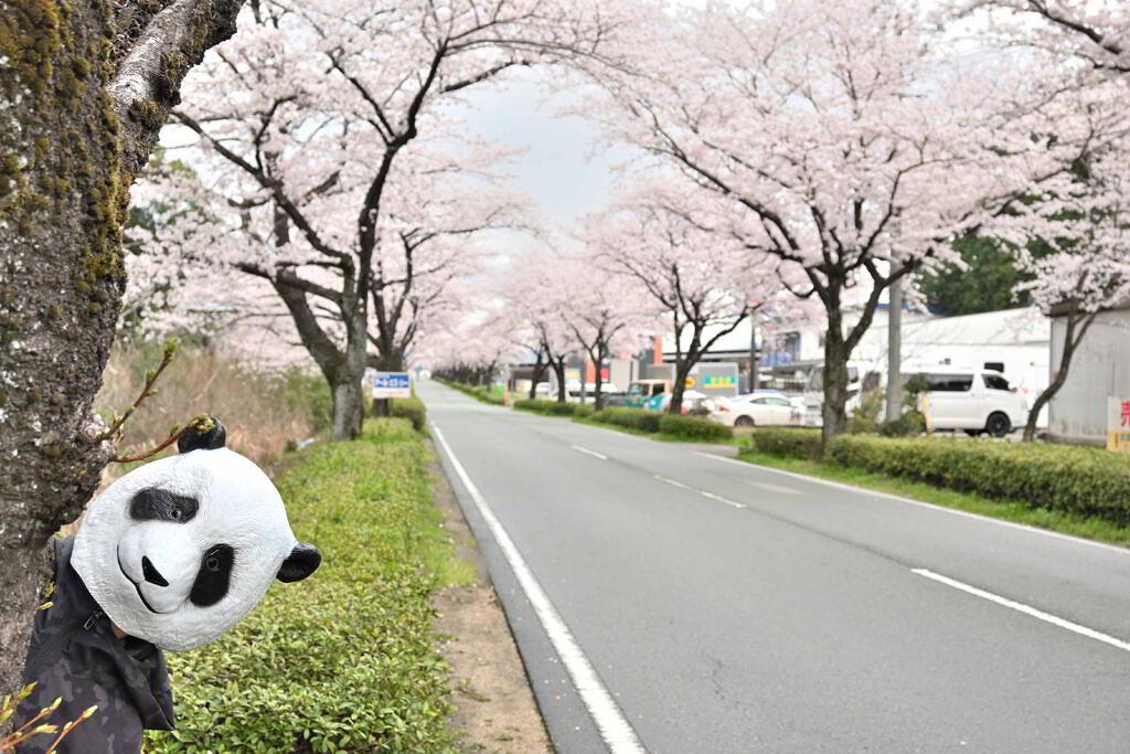 【大津町平川】長く続く桜のトンネル！大津町・ホンダ桜並木