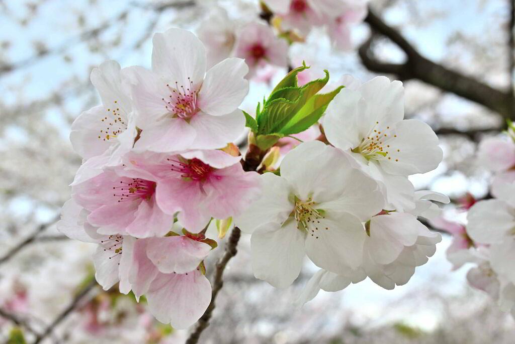 【菊池市隈府】視界いっぱいに広がる桜！菊池公園