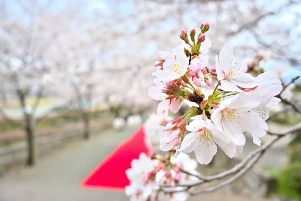 【菊池市隈府】視界いっぱいに広がる桜！菊池公園