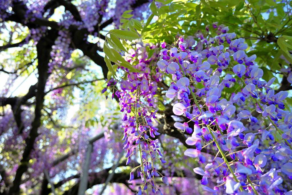 【玉名市山田】熊本県で最大の藤！山田日吉神社の藤の花