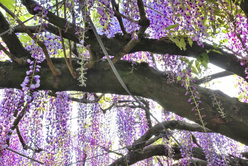 【玉名市山田】熊本県で最大の藤！山田日吉神社の藤の花