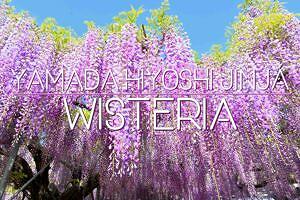 【玉名市山田】山田日吉神社の藤の花のライトアップ