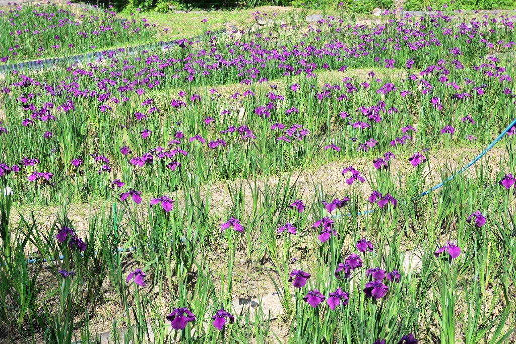 西の久保公園 花菖蒲 紫陽花 紅葉 天草