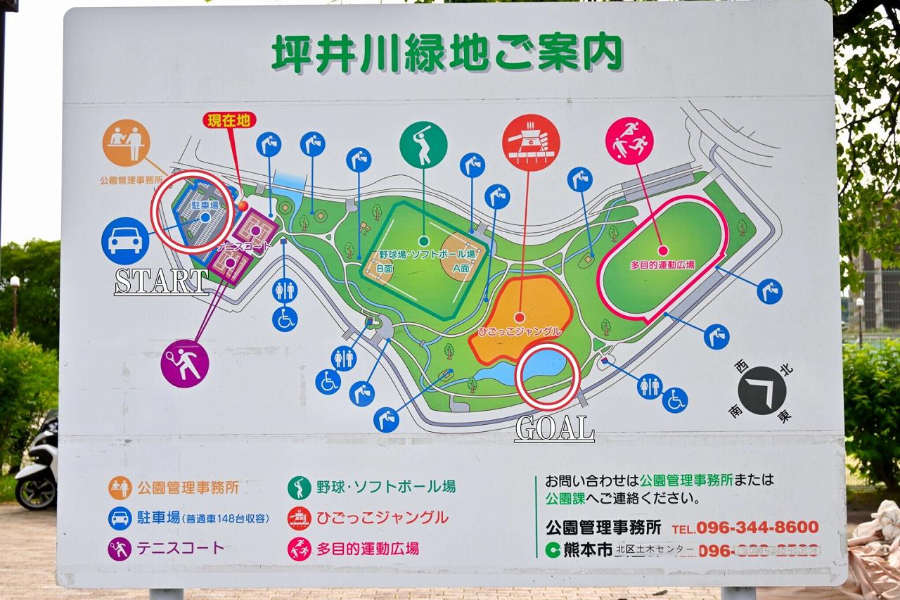 【中央区坪井】園に訪れた人を魅了する！坪井川緑地公園の睡蓮 熊本でがまださなんたい！のblog