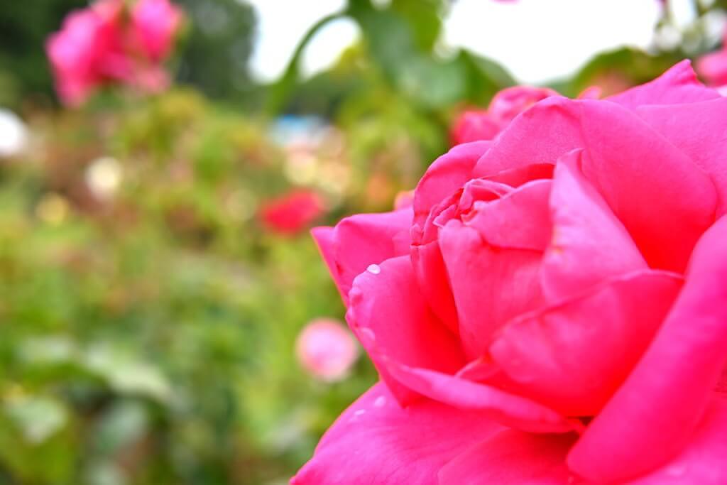 荒尾市 薔薇 おもやい市民花壇薔薇園 バラ