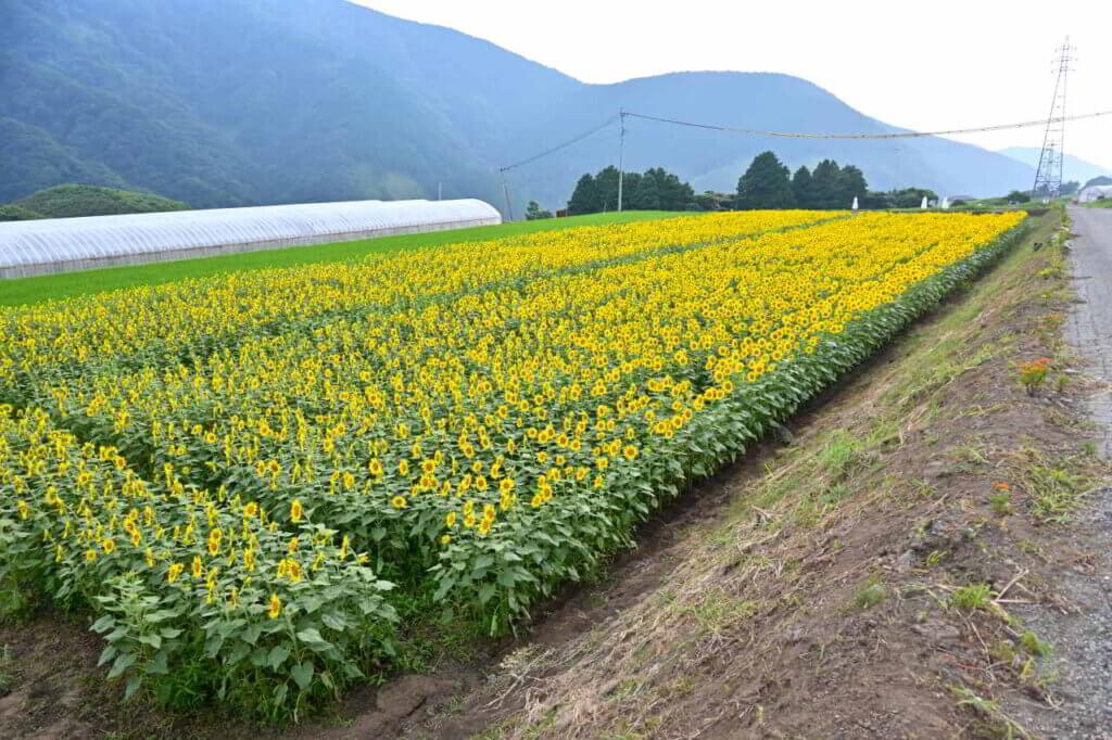 【南阿蘇村立野】熊本地震復興に向かう立野！木之内農園さんのひまわり畑