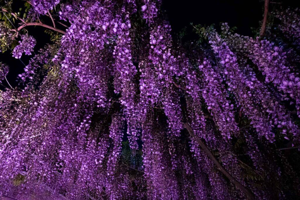 山田日吉神社 藤の花 ライトアップ