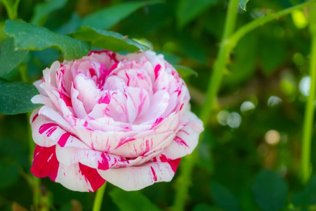 【菊池市旭志】家の周りや庭に咲き誇るオープンガーデン！松乃蔵薔薇園さん