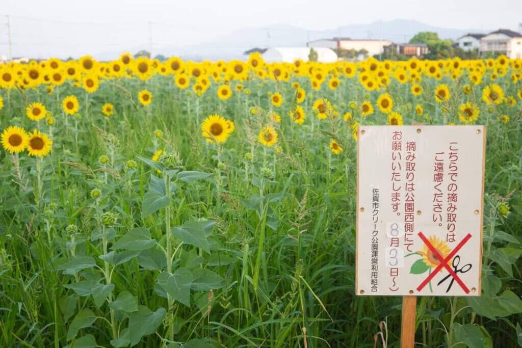 佐賀県 ひょうたん島公園 ひまわり