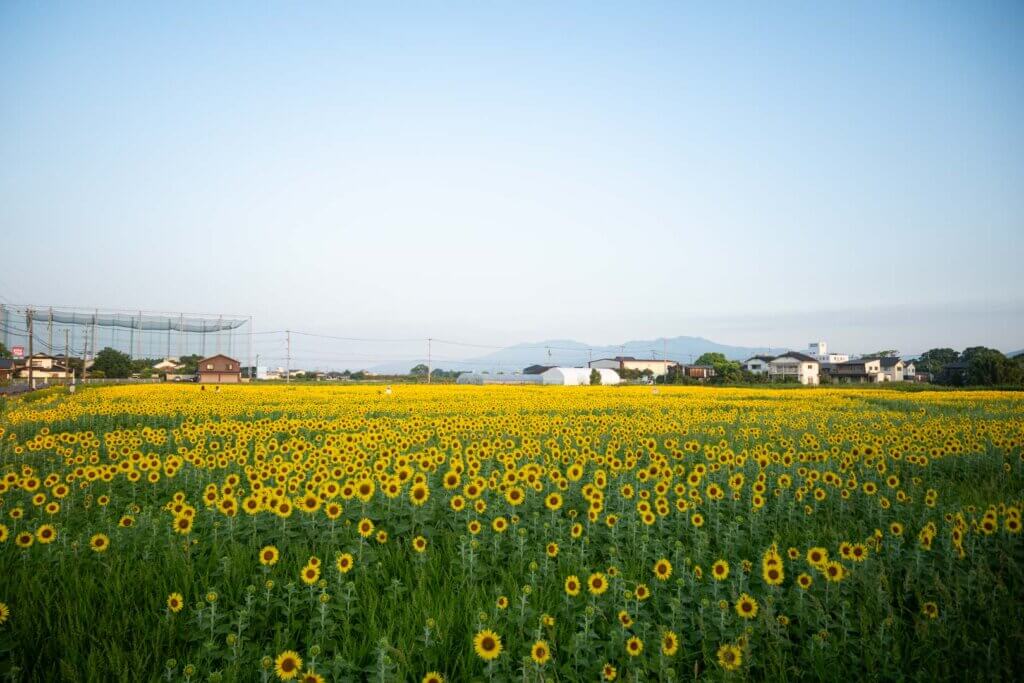 佐賀県 ひょうたん島公園 ひまわり