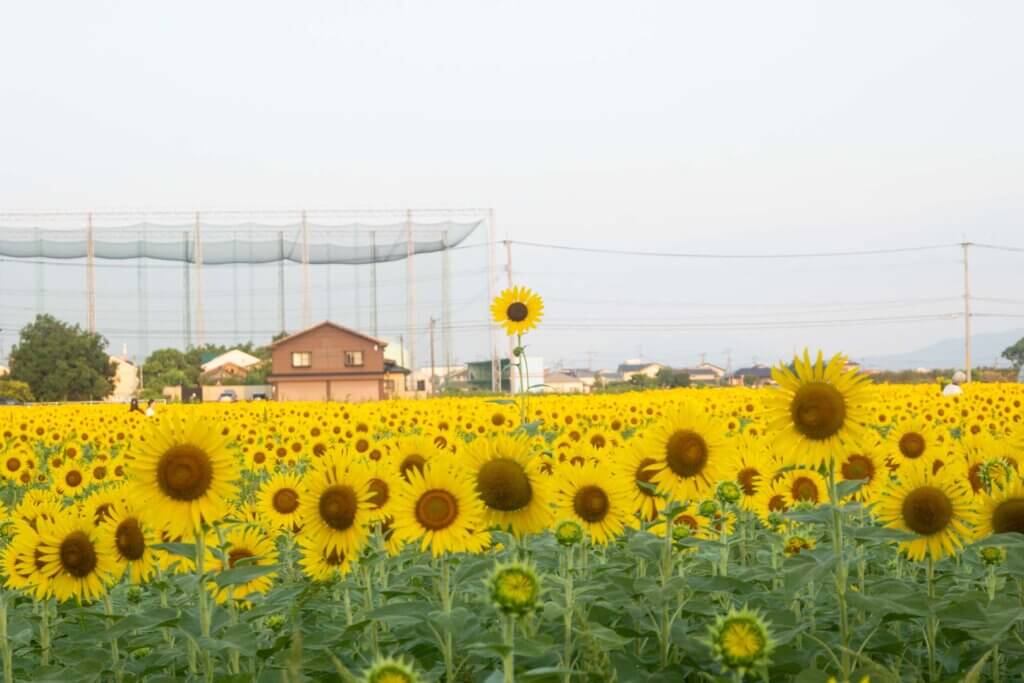 佐賀県 ひょうたん島公園 ひまわり