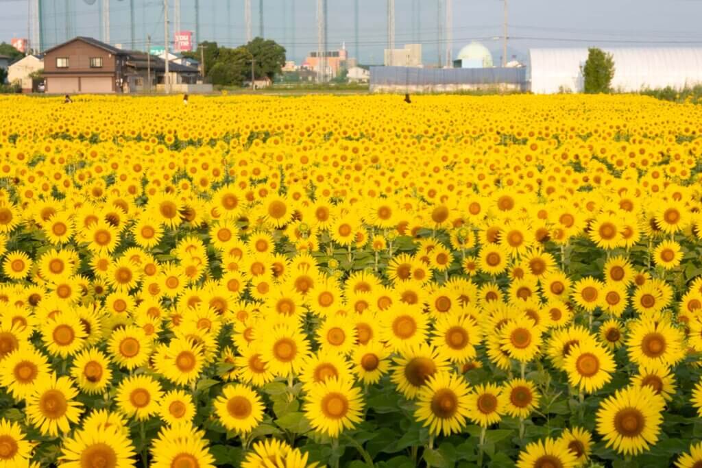 佐賀県 ひょうたん島公園 ひまわり